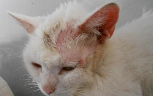 猫咪肛门有白色疙瘩
