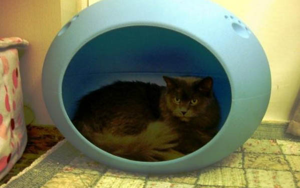 什么时候猫咪需要吃营养膏