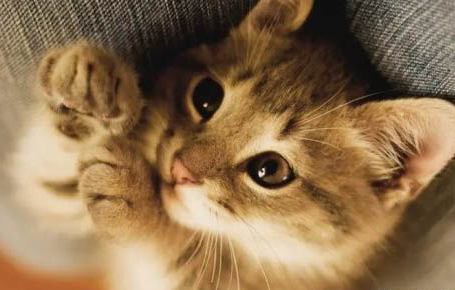 室内猫多久洗一次澡?猫需要刷牙吗?