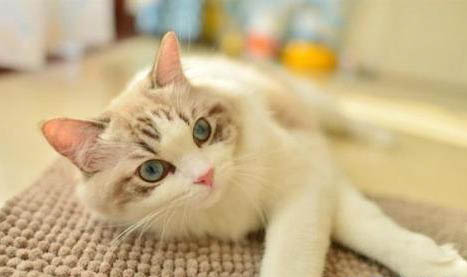 猫咪吐黄水有泡沫粘液吃什么药