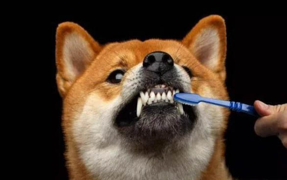 宠物店收狗吗