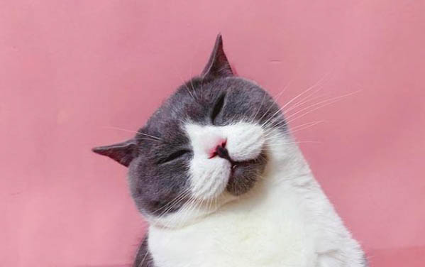 小猫大便带血,要注意以下三点