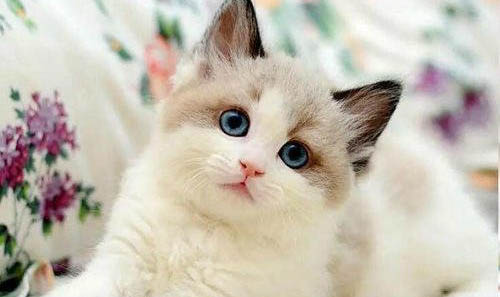 布偶猫能活多久？