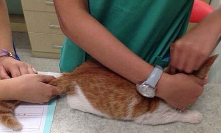 哪些方法可以赶走流浪猫?