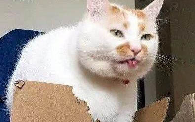 两个月的小猫拉稀带血怎么办