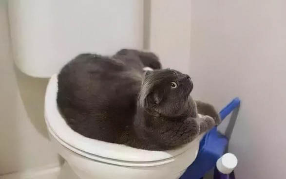 猫生了第一个多久生第二个