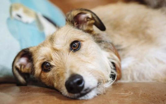 小狗眼睛红肿是什么原因怎么治疗
