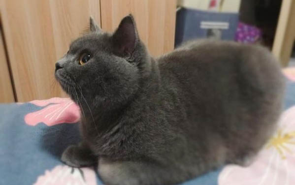 母猫和公猫可以一起养吗