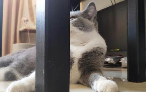 小猫携带狂犬病毒能活多久？