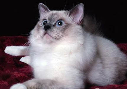 伯曼猫食欲不好的原因及处理方法