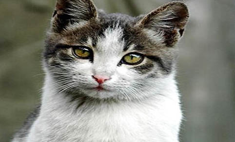 晚上睡觉发现猫吸人气