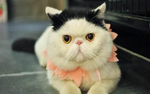 猫舔咬脚掌原因