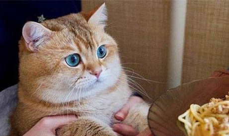 猫躲起来了怎么引出来,饲养小猫咪要注意什么