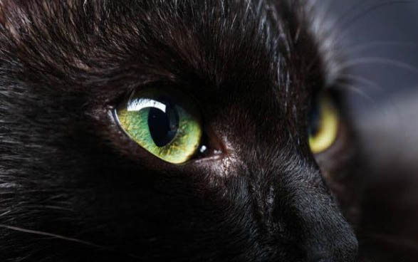 四个月猫的正常体重是多少