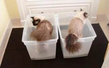 两个月的小猫独自流浪能活吗?