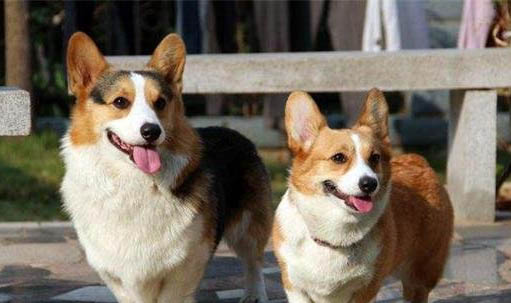 柯基犬拉血便的原因及处理方法