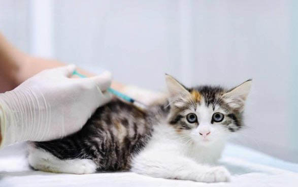 猫咪便血但精神很好的原因及解决办法