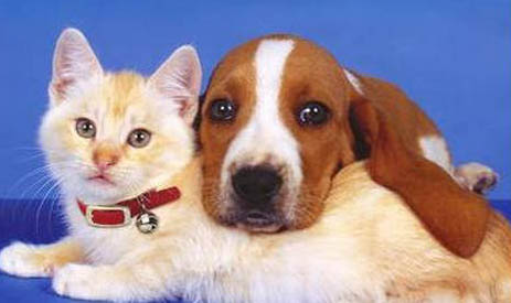 猫狗得了狂犬病能活多久