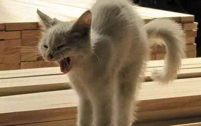 一个月大猫咪吃什么