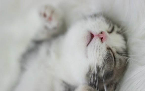 猫瘟什么样可以出院