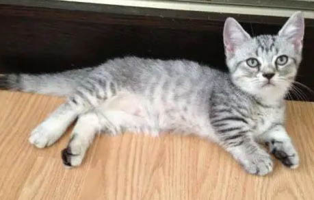 一个月不到的猫咪怎么喂养