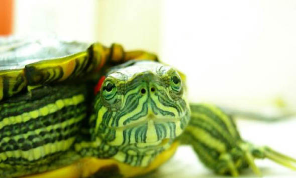 怎样判断乌龟是否腐甲