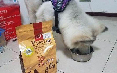 狗狗皮肤化脓了用什么药比较好