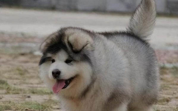 如何训练狗狗看家