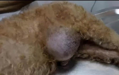 狗吃石榴可以吗