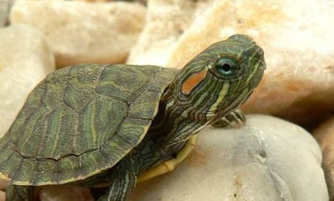 如何判断巴西龟的性别和年龄