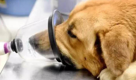 狗狗真菌感染一般多久能好啊？