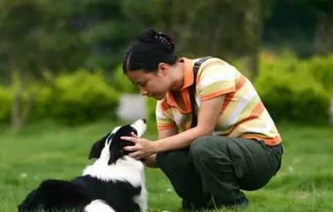 陨石边境牧羊犬的价格是多少
