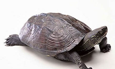 草龟公母分辨方法