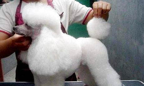 适合家养的小型犬
