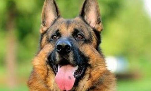 英国古代牧羊犬价格?古牧饲养注意事项有哪些?