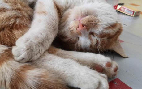 小猫吃多了拉稀呕吐怎么办