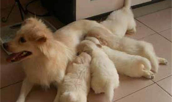 母犬子宫蓄脓怎么判断严不严重