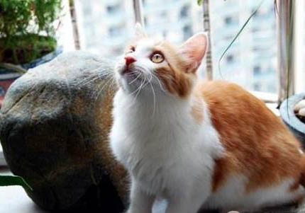 土耳其安哥拉猫可以吃红薯吗