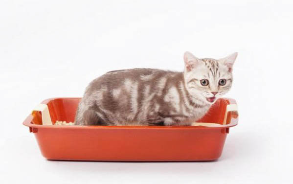请问猫咪呕吐的原因及处理方法？