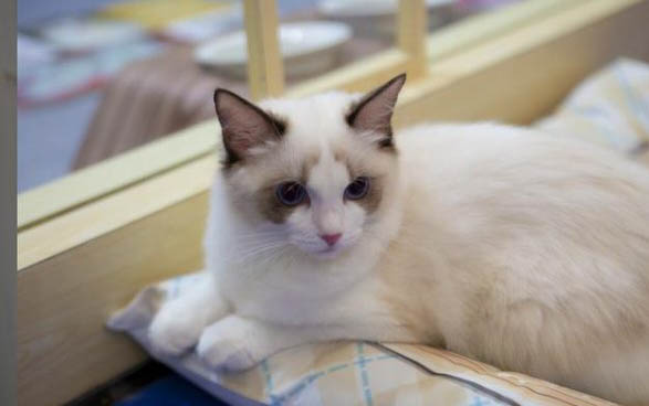 小猫得了猫癣可以打疫苗吗