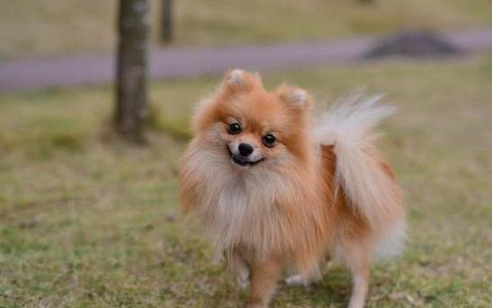 博美犬咳嗽像是被卡嗓子似的吃什么药