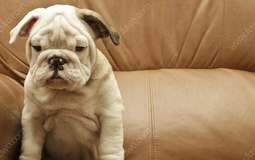犬用益生菌哪个牌子好