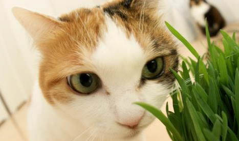 猫咪感染马拉色菌多久能好?
