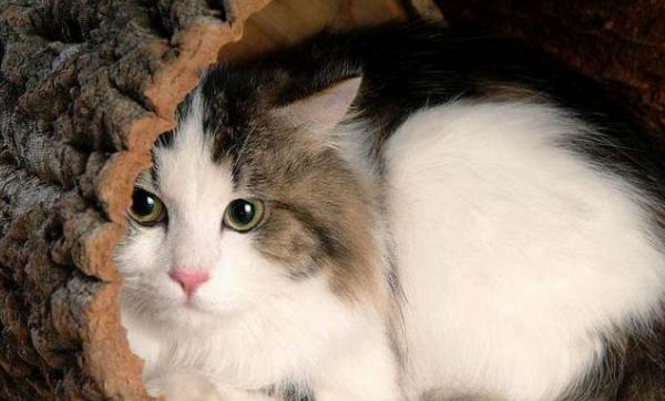 新买的小猫回家不吃东西呕吐怎么回事