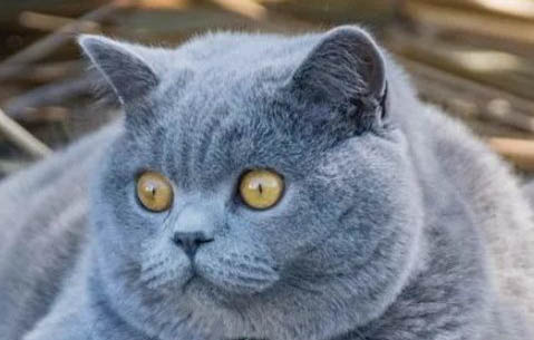 英短蓝猫饲养方法