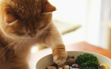 猫咪应该怎么喂食