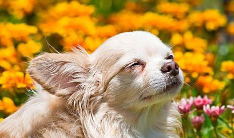 导致吉娃娃犬口臭的原因