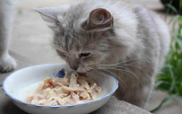 两个月小猫不爱喝水怎么办