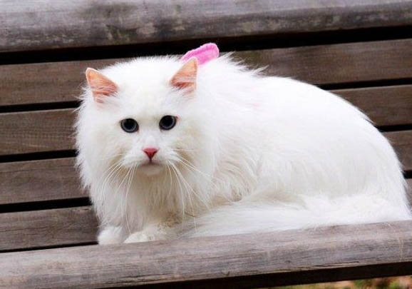 山东狮子猫可以吃狗粮嘛