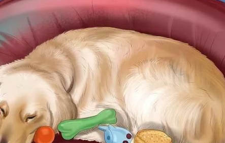 幼犬犬瘟后期几天之后死亡